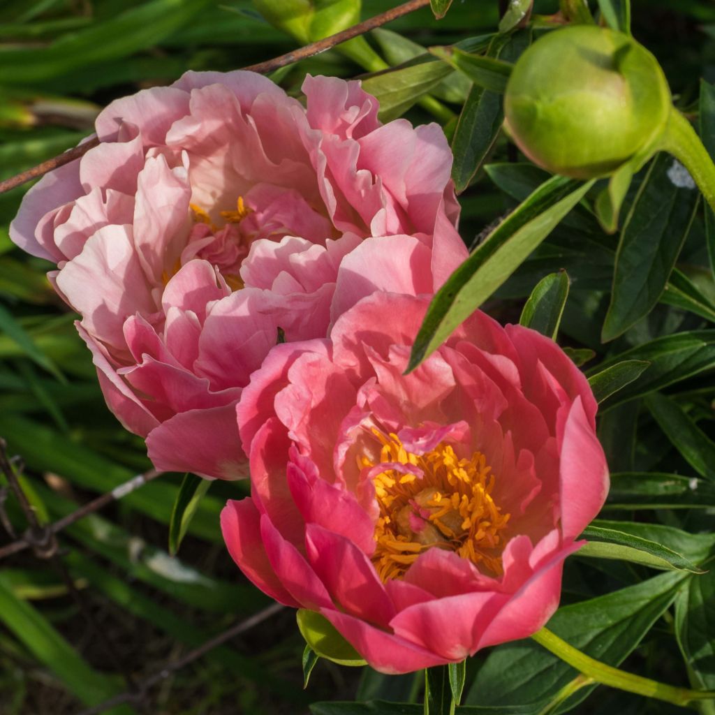 Paeonia lactiflora Pink Hawaiian Coral