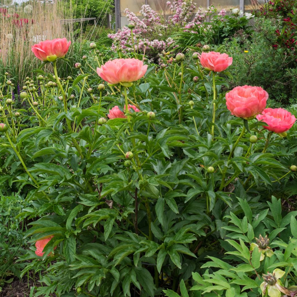Paeonia lactiflora Pink Hawaiian Coral