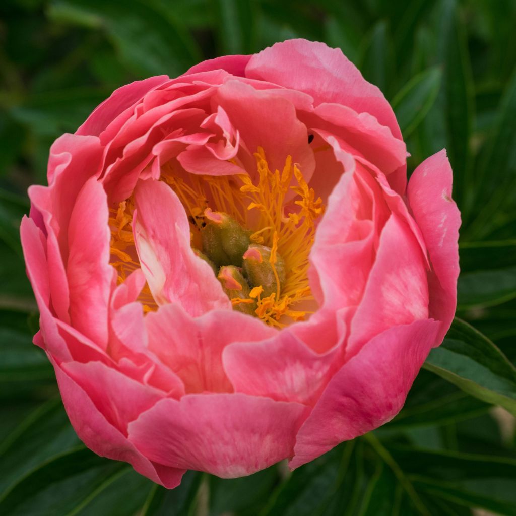Paeonia lactiflora Pink Hawaiian Coral