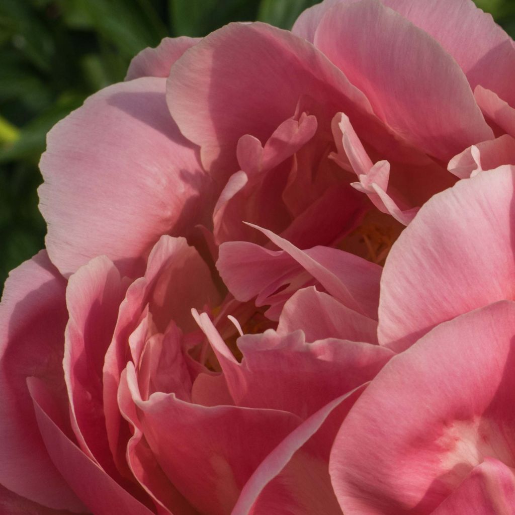 Paeonia lactiflora Pink Hawaiian Coral