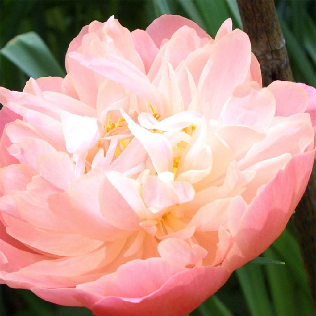 Paeonia lactiflora Pink Hawaiian Coral