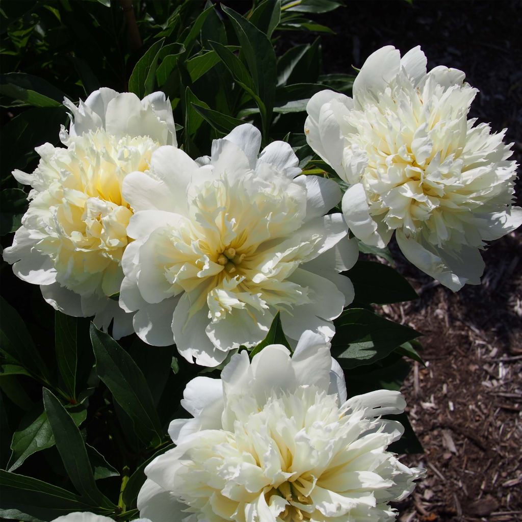 Paeonia lactiflora Primevere - Garden Peony