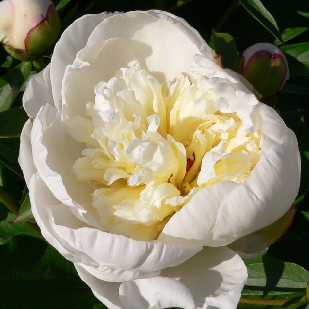 Paeonia lactiflora Primevere - Garden Peony