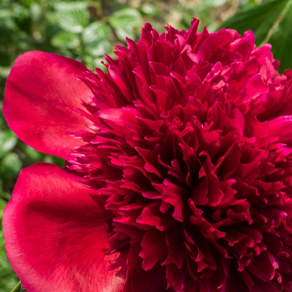 Paeonia lactiflora Red Charm