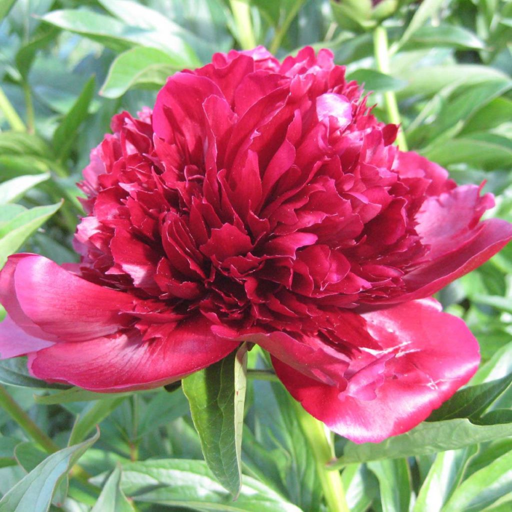 Paeonia lactiflora Red Charm