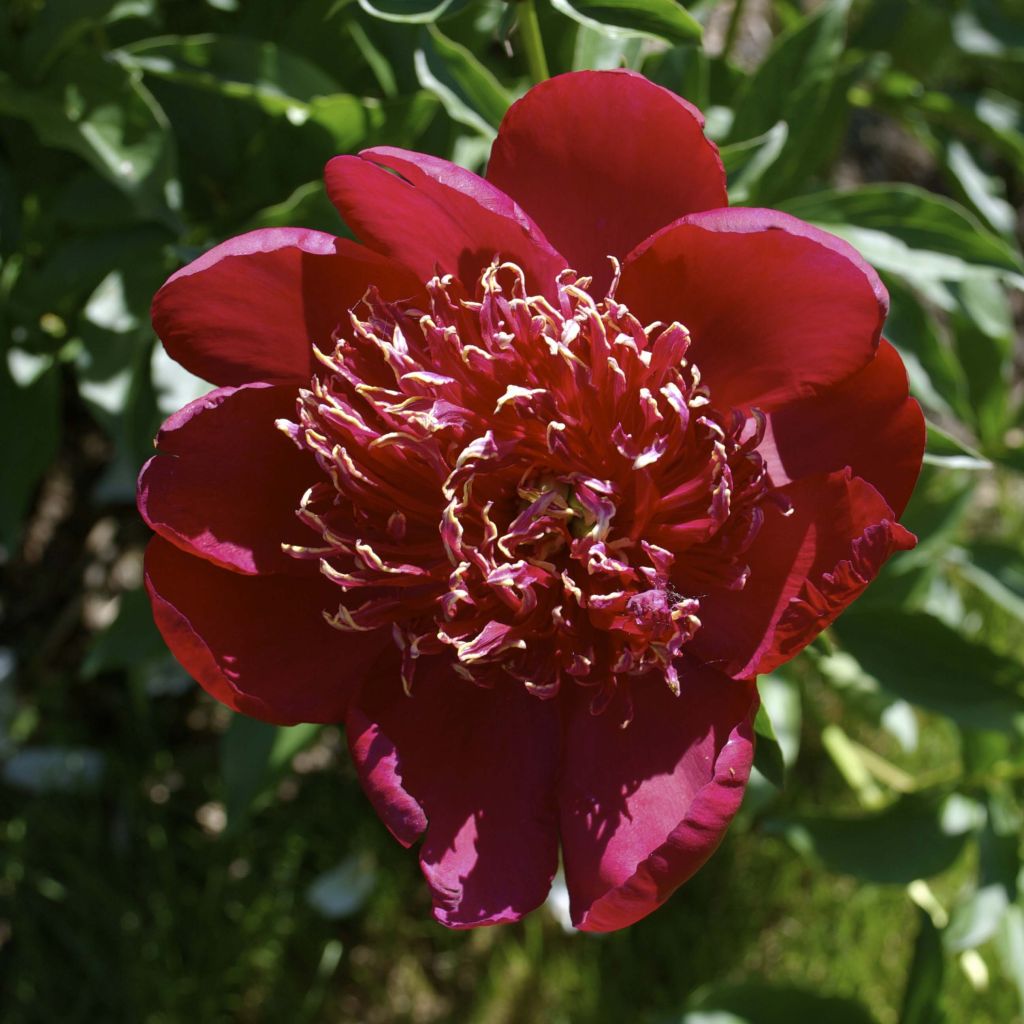 Paeonia lactiflora Red Charm