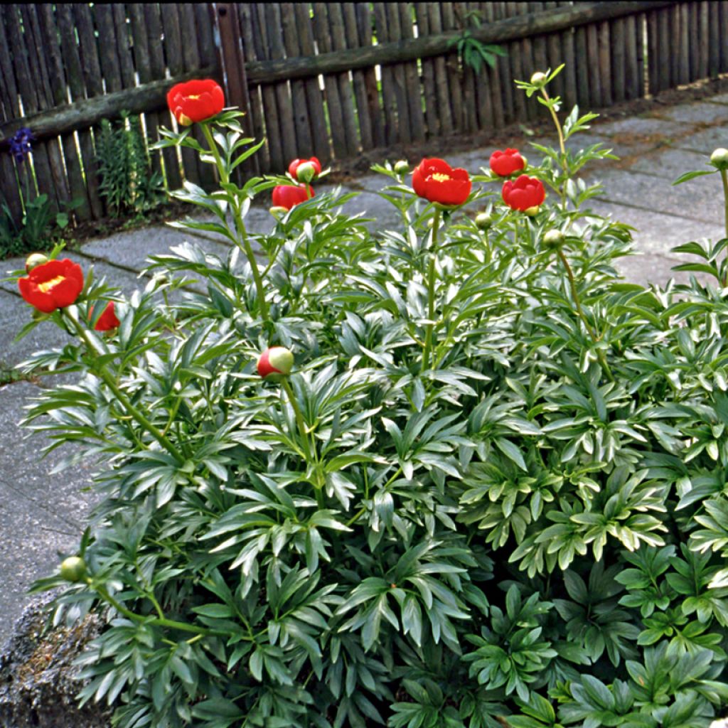 Paeonia peregrina 
