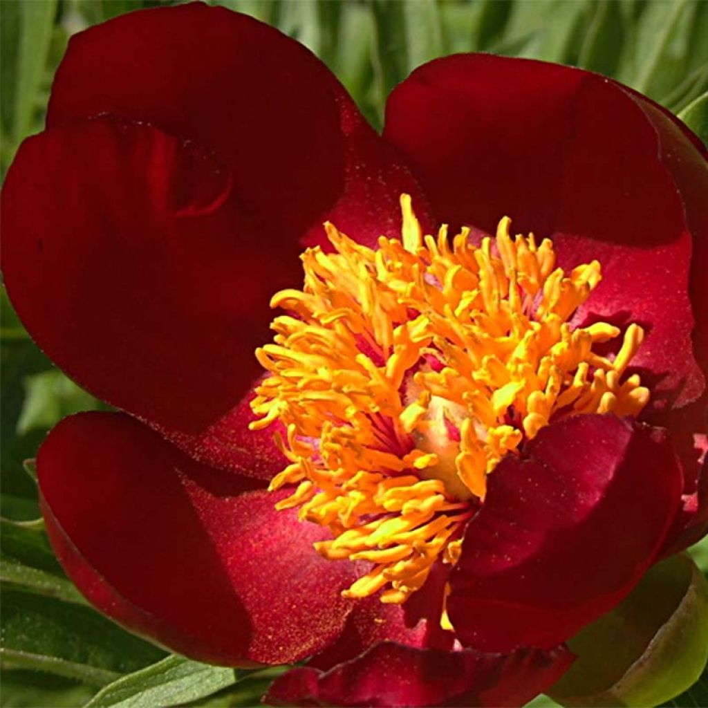 Paeonia peregrina 