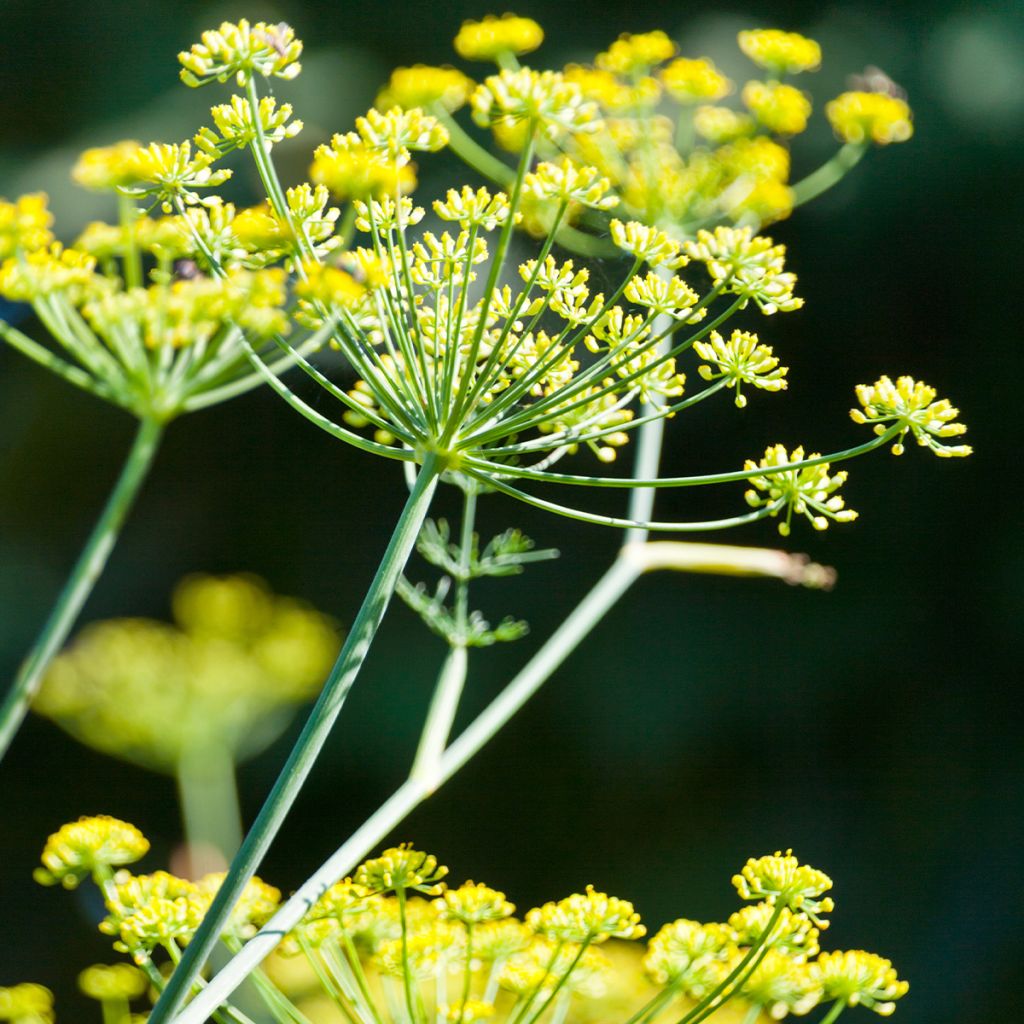 Parsnip - Pastinaca sativa subsp. sativa