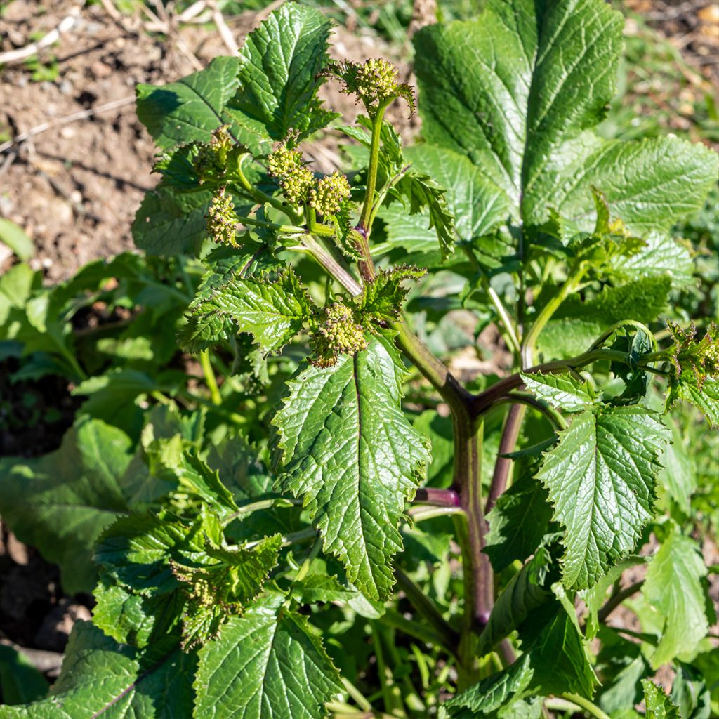 Parsnip - Pastinaca sativa subsp. sativa
