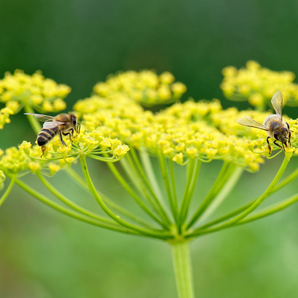 Parsnip - Pastinaca sativa subsp. sativa