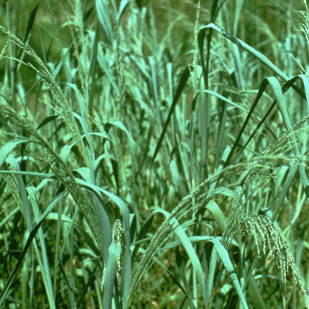 Panicum amarum