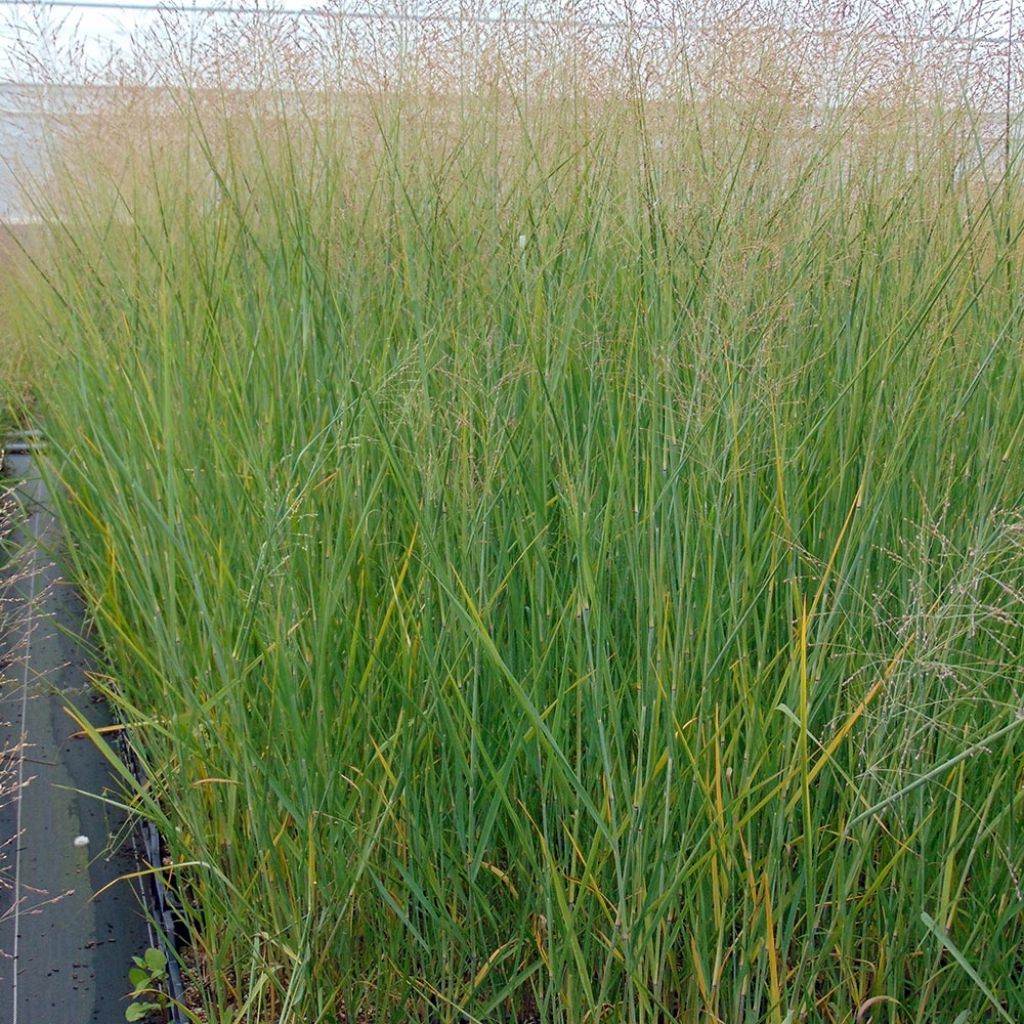 Panicum virgatum Cloud Nine - Switchgrass
