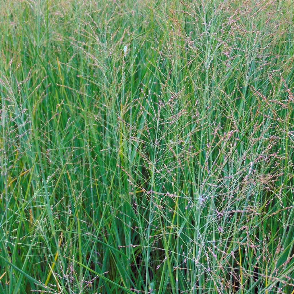 Panicum virgatum Cloud Nine - Switchgrass