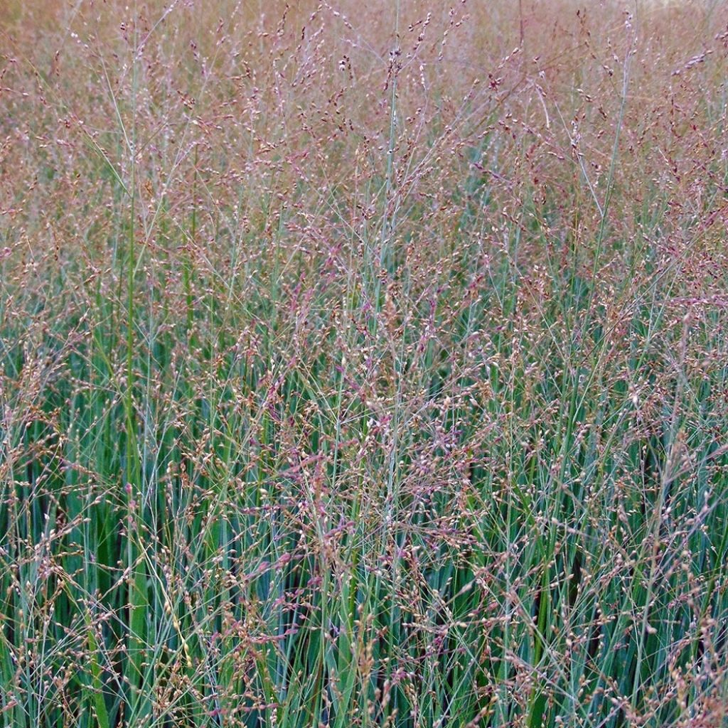 Panicum virgatum Cloud Nine - Switchgrass