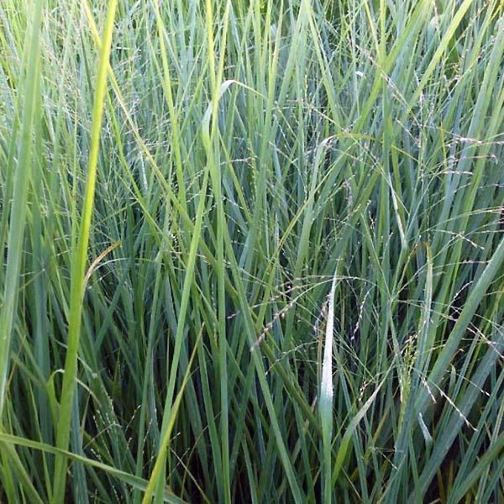 Panicum virgatum Cloud Nine - Switchgrass