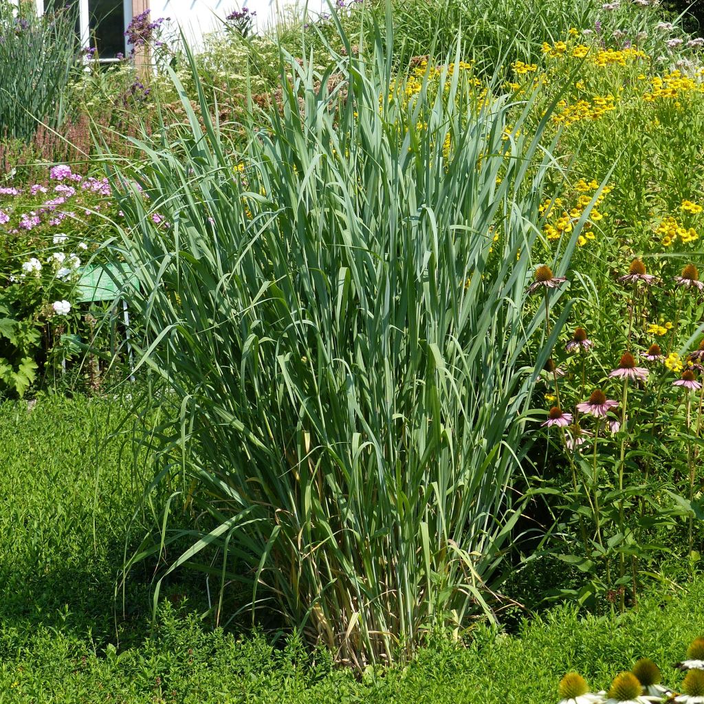 Panicum virgatum Dallas Blues - Switchgrass