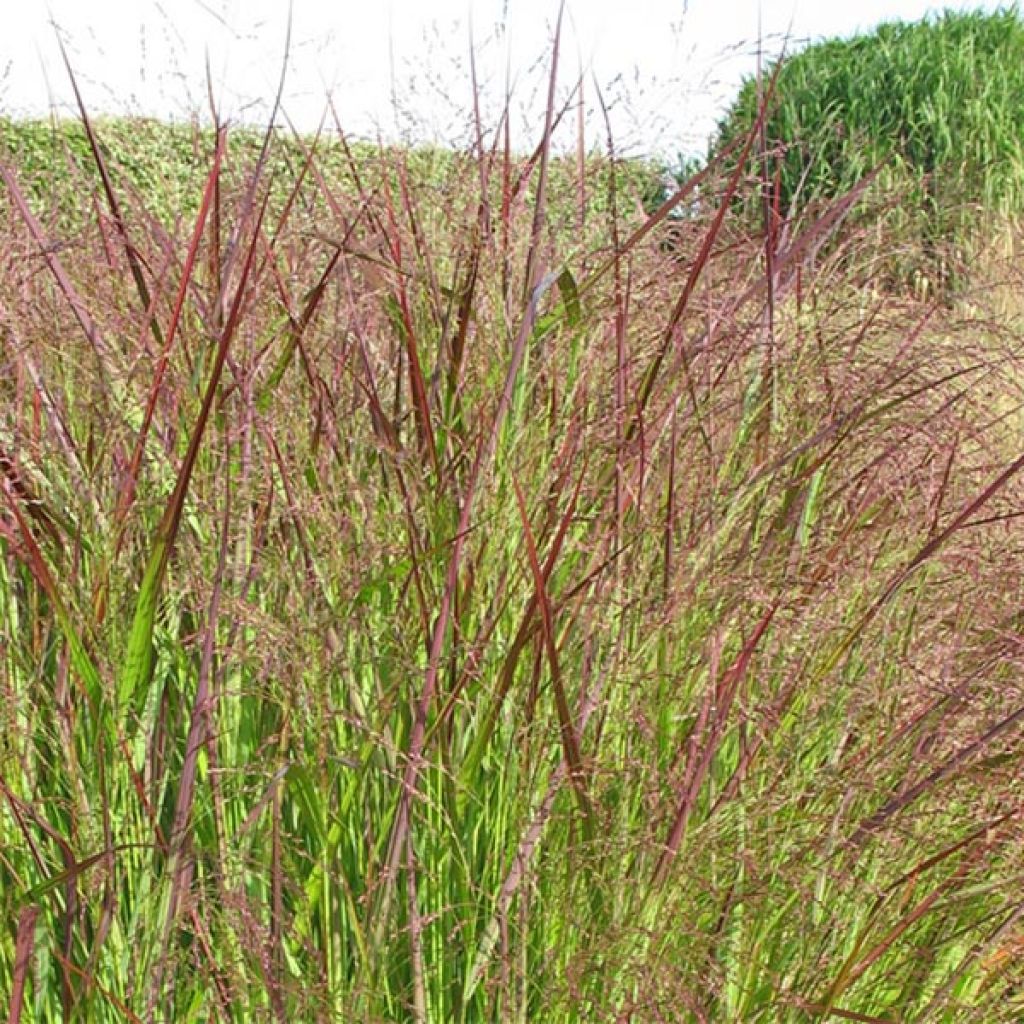 Panicum virgatum Warrior - Switchgrass
