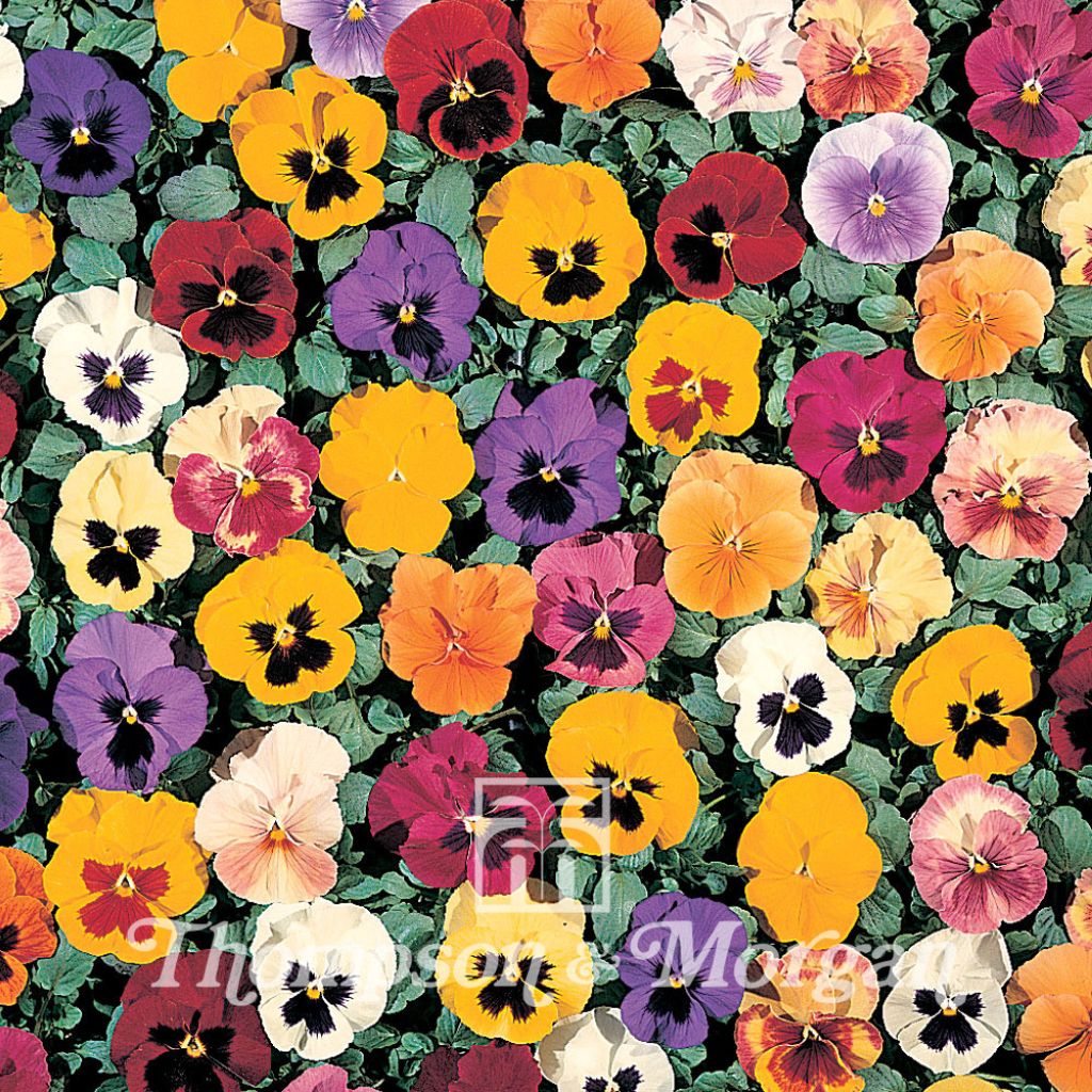 Viola Petite Mixed F1 - Swiss Garden Pansy Seeds