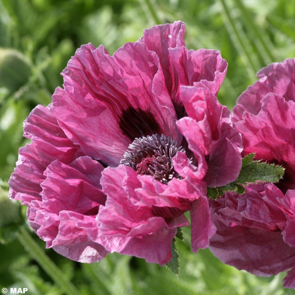 Papaver orientale Manhattan - Oriental Poppy