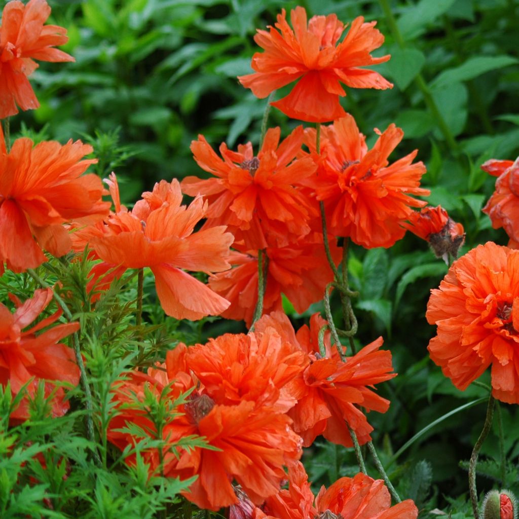 Papaver orientale May Queen - Oriental Poppy