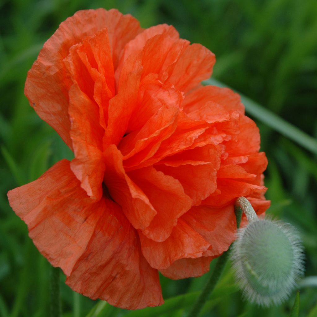 Papaver orientale May Queen - Oriental Poppy