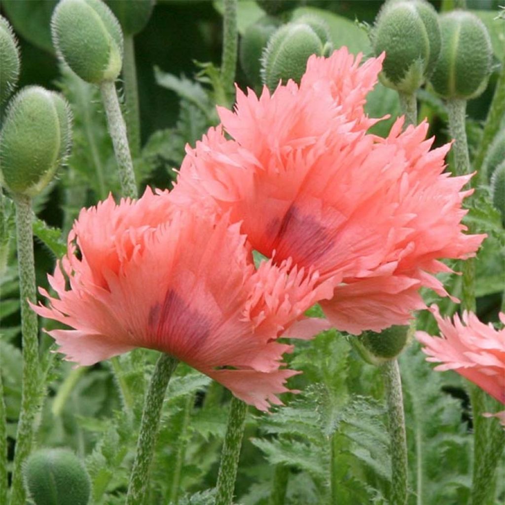 Papaver orientale Pink Ruffles - Oriental Poppy