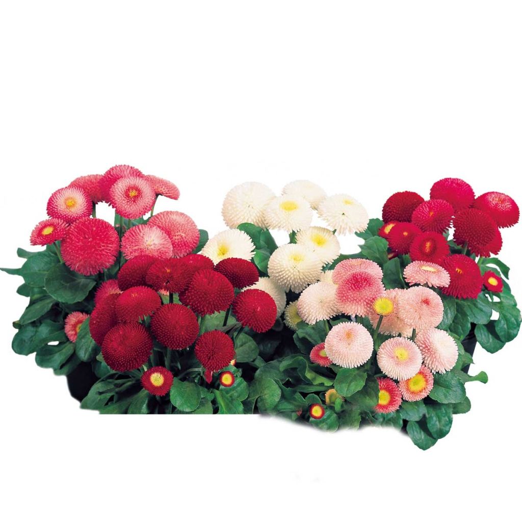 Tasso Daisy in mini-plug mix - Bellis Perennis