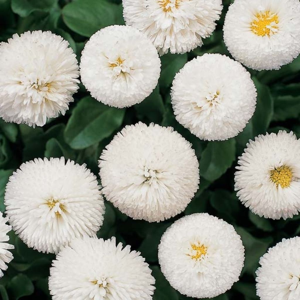 Bellis perennis Tasso Blanche - Common Daisy