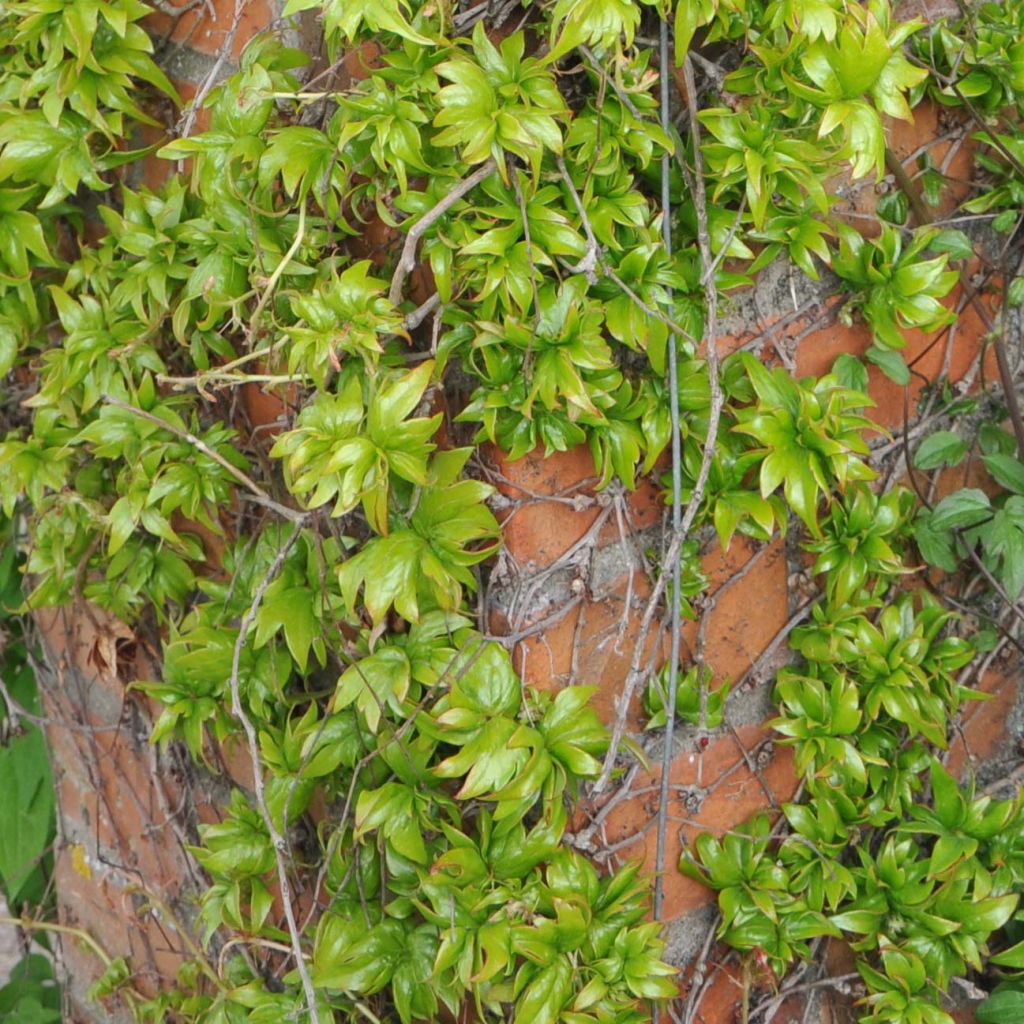 Parthenocissus tricuspidata Lowii- Boston Ivy