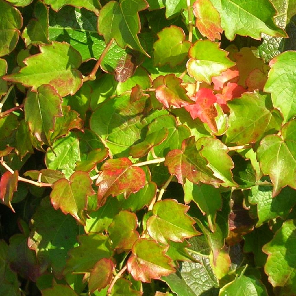Parthenocissus tricuspidata Minutifolia- Boston Ivy
