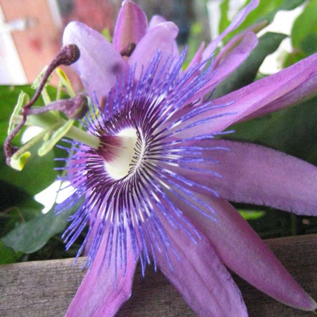 Passiflora Lavender Lady- Passion Flower