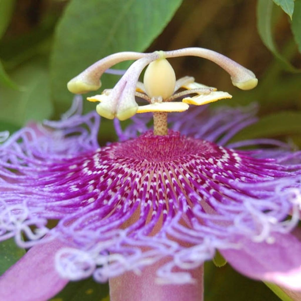 Passiflora Lavender Lady- Passion Flower