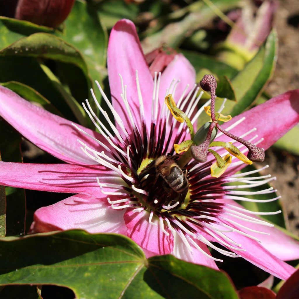 Passiflora Eden- Passion Flower