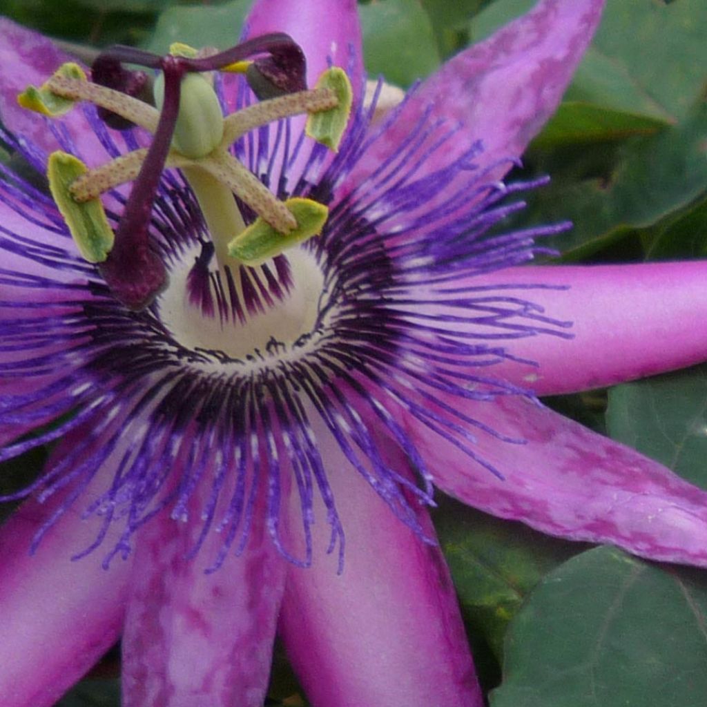 Passiflora Violacea- Passion Flower
