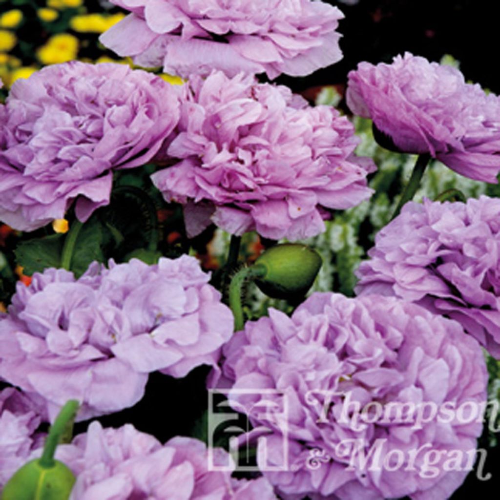 Opium Poppy Candy Floss Seeds - Papaver somniferum