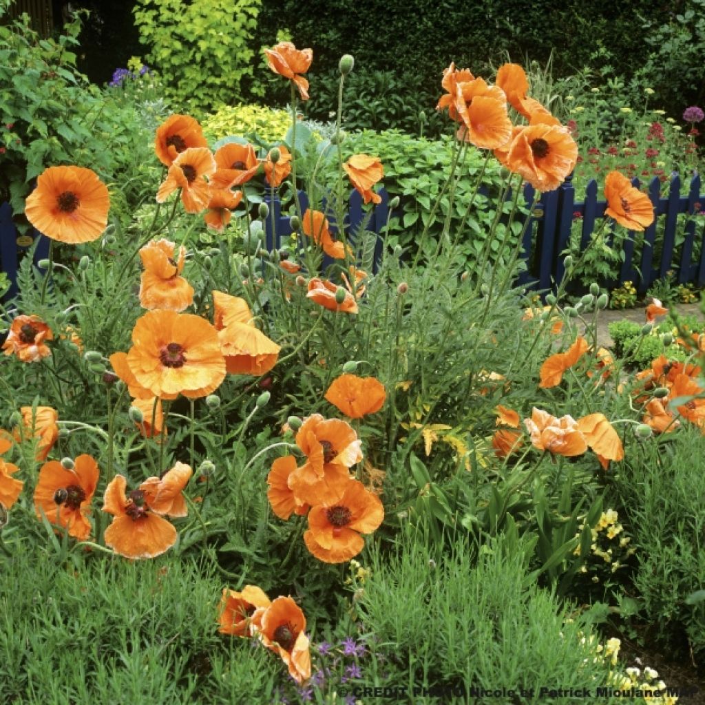 Papaver orientale Harvest Moon - Oriental Poppy