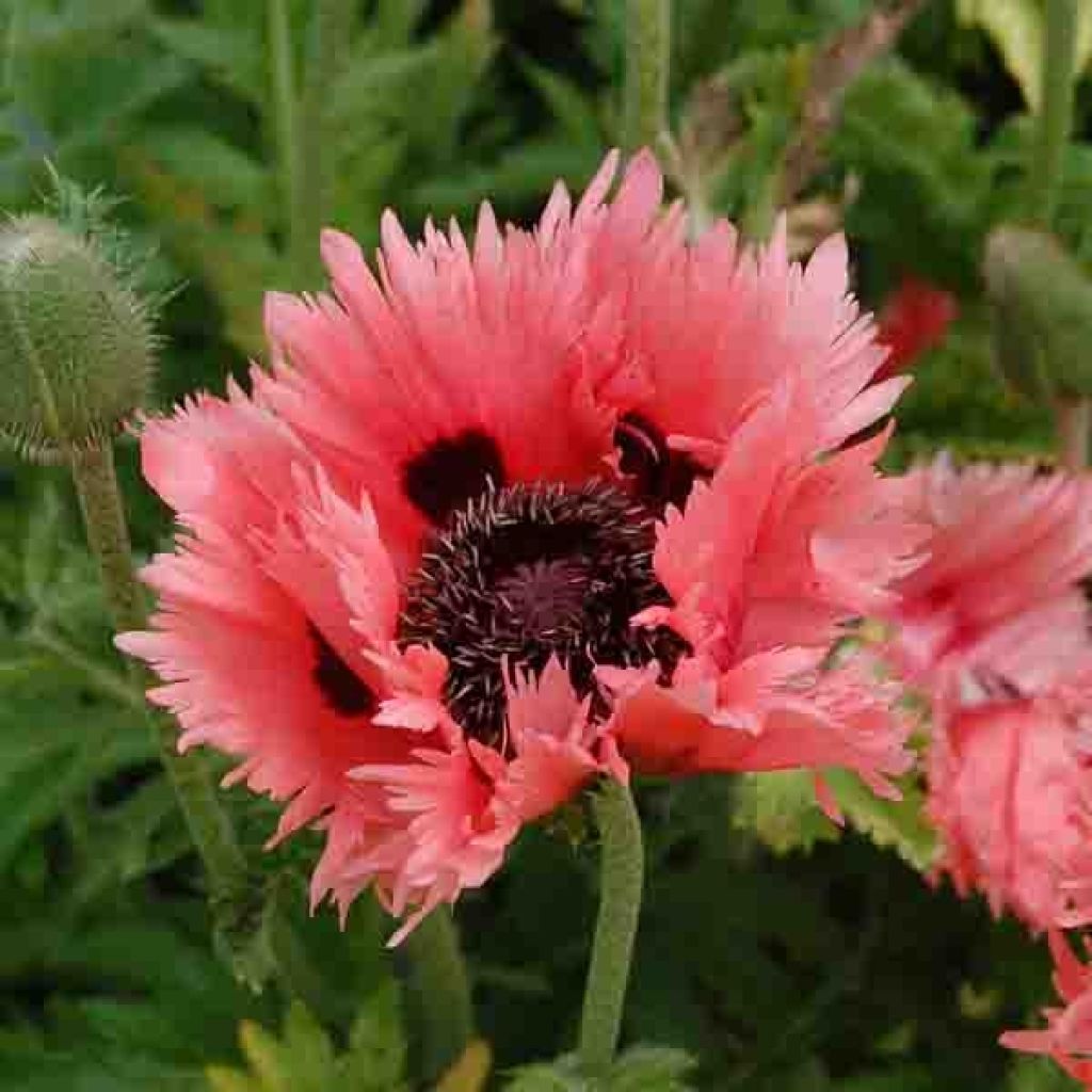 Papaver orientale Clochard - Oriental Poppy