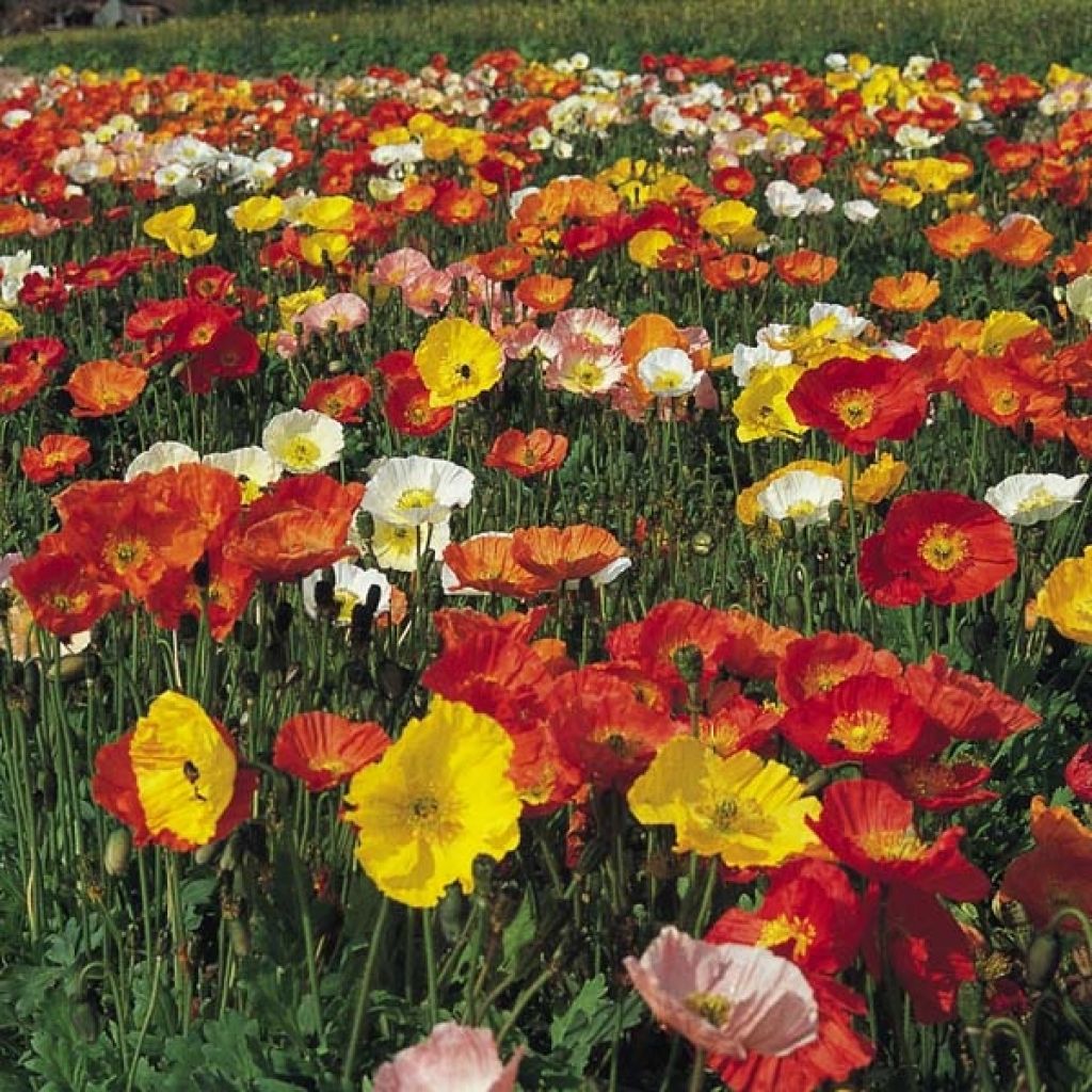 Papaver nudicaule Gartenzwerg Group