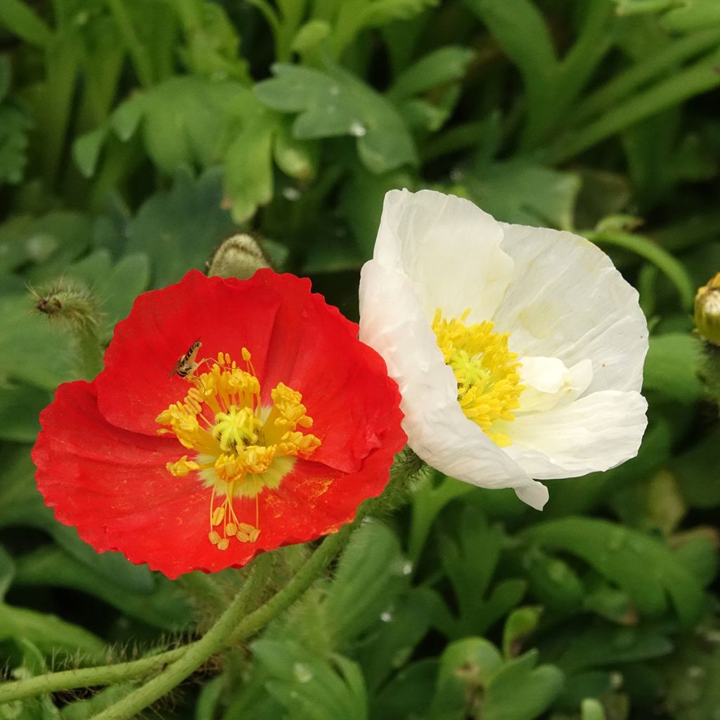 Papaver nudicaule Gartenzwerg Group