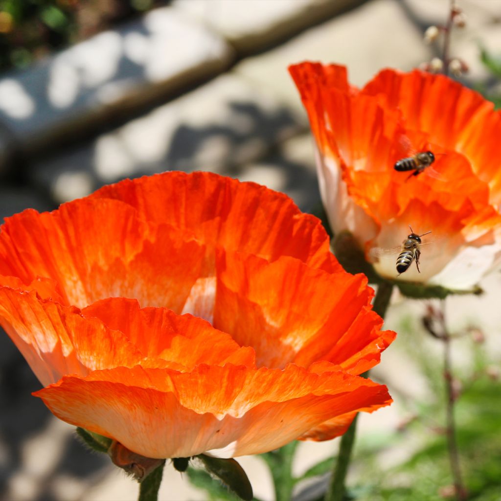 Papaver orientale Picotee - Oriental Poppy