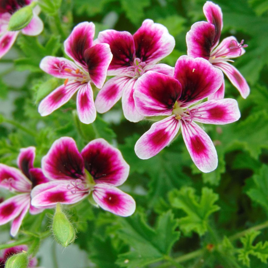 Pelargonium Mosquitaway Eva - Regal geranium