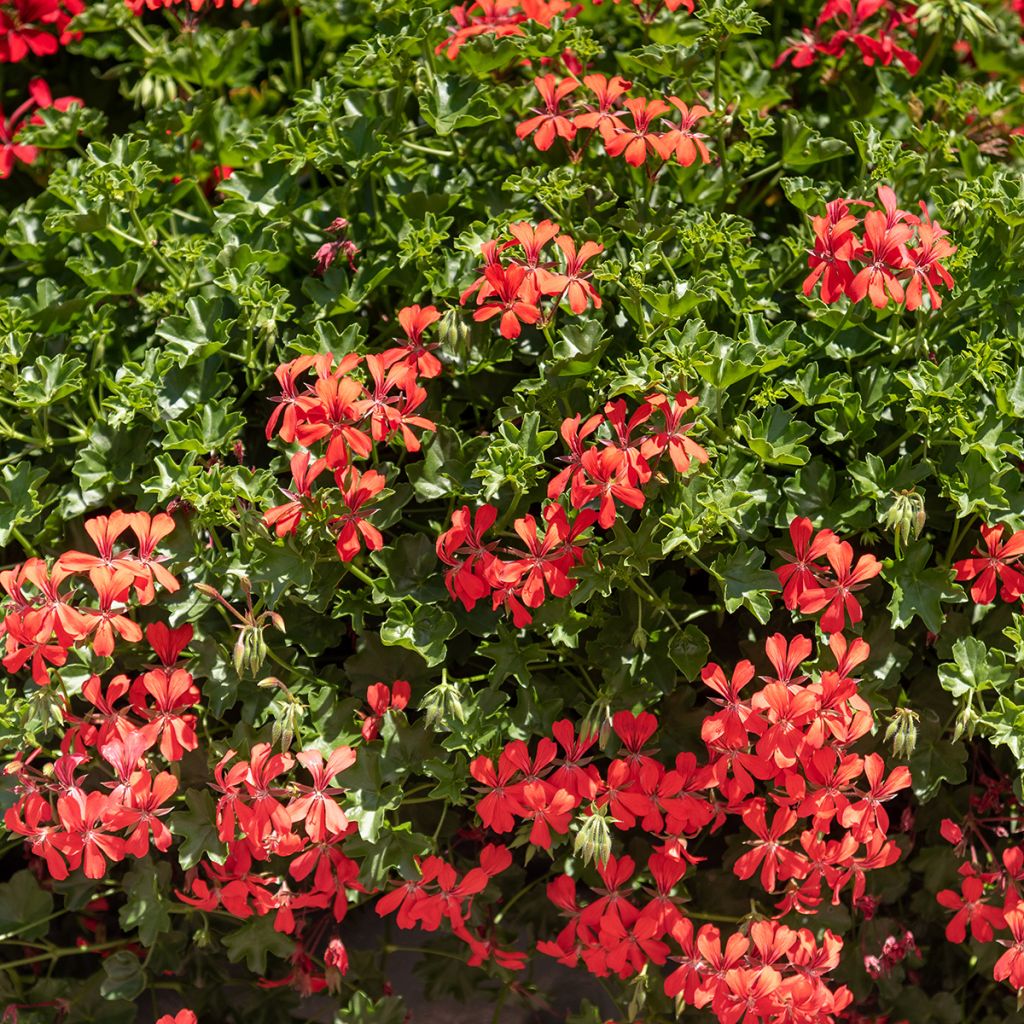 Pelargonium Royal Single Orange - Ivy Geranium