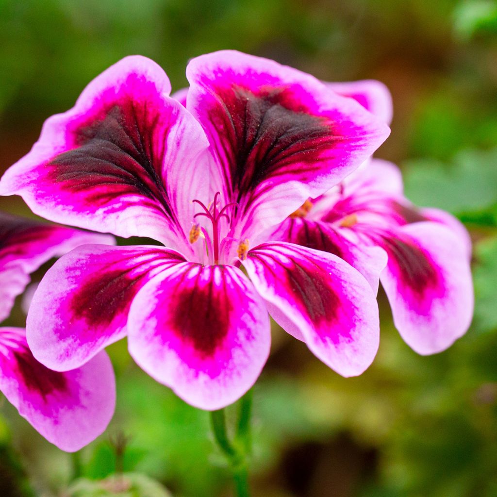 Pelargonium Angel Eyes Blueberry - Regal Geranium