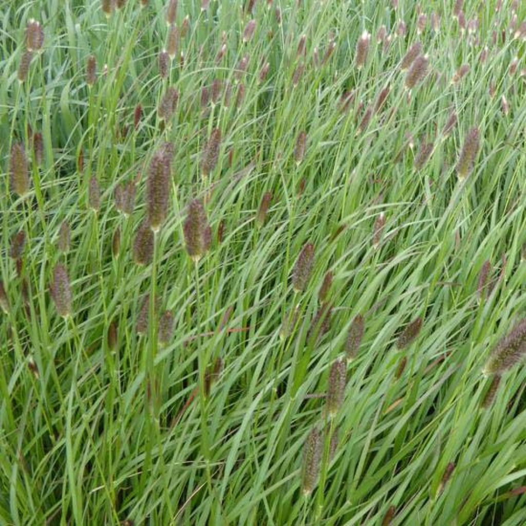 Pennisetum massaicum Red Button - African feather Grass