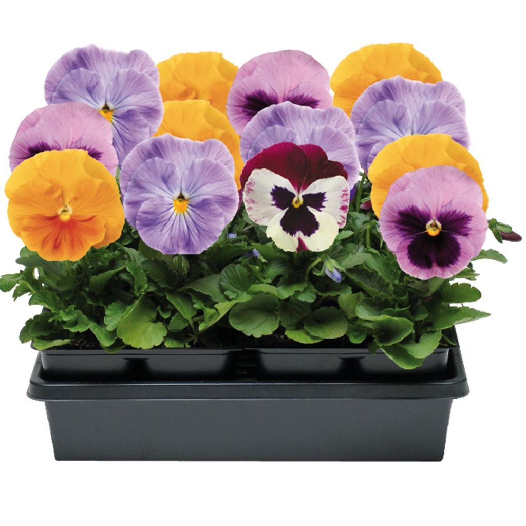 Collection of 5 Matrix Pansy Spice Mix Plug Plants
