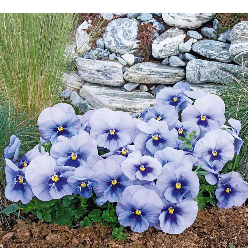 Viola witrockiana inspire Metallic Blue Blotch - Pansy
