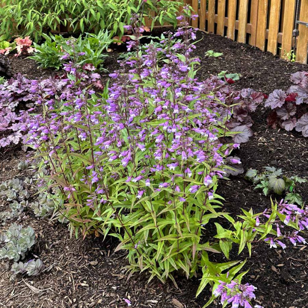 Penstemon Nova Twilight - Beardtongue 