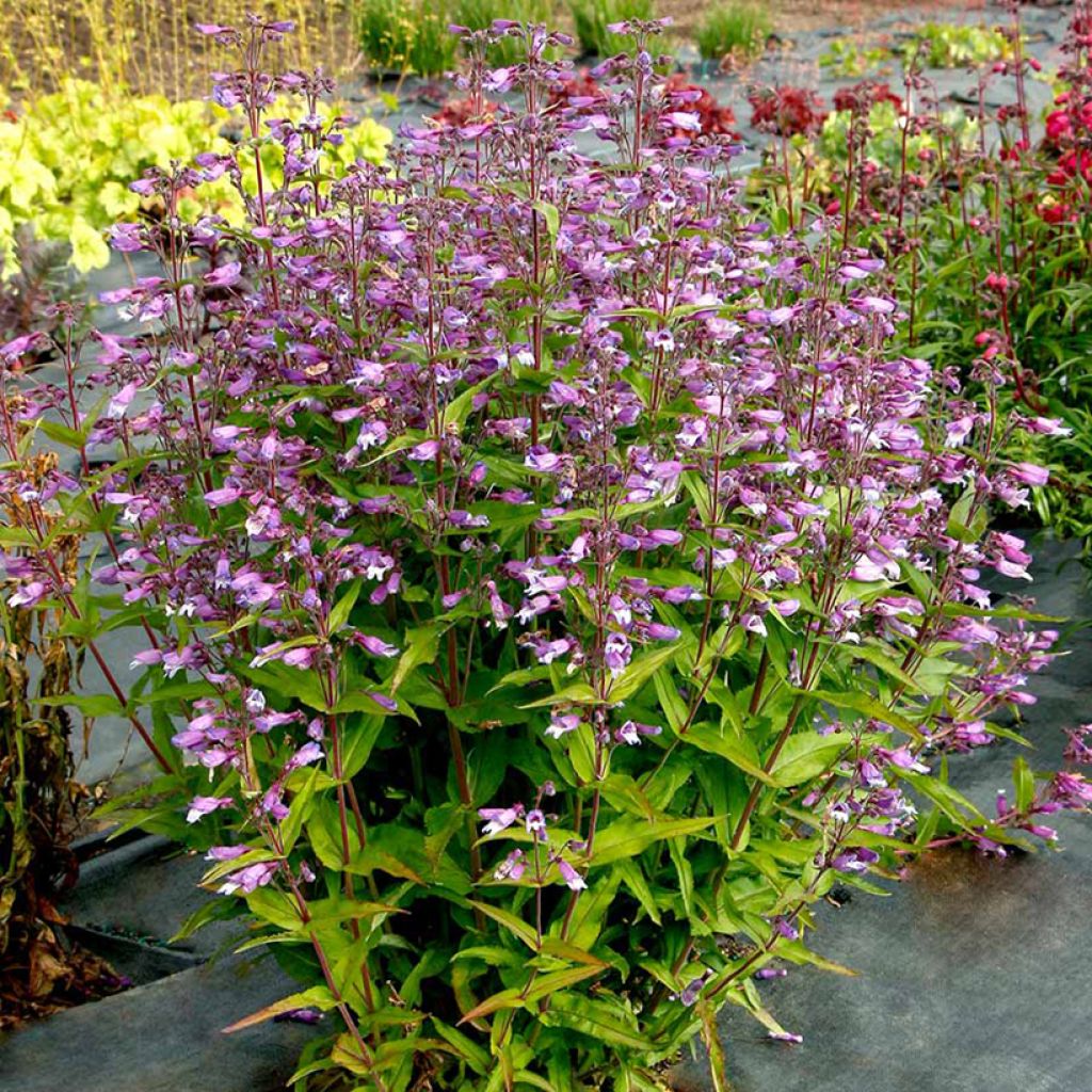 Penstemon Nova Twilight - Beardtongue 