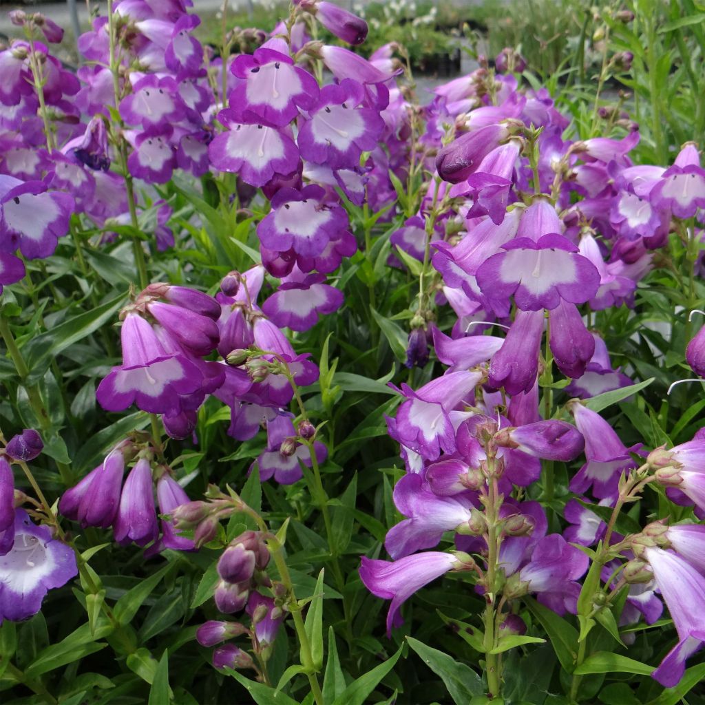 Penstemon hybrida Pensham Czar - Beardtongue